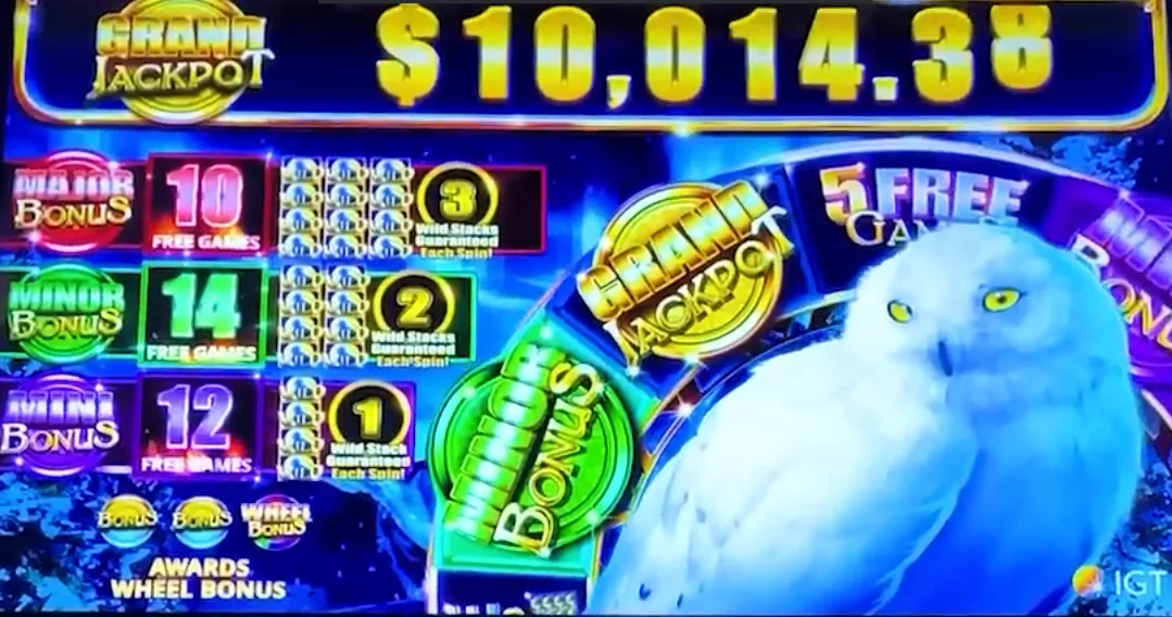 Fortune Owl